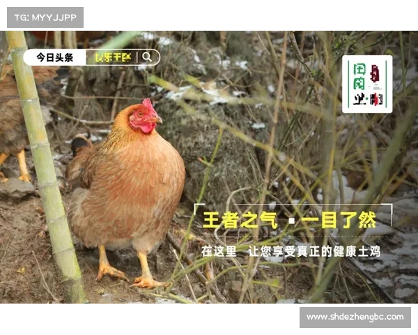 om赛事动物救援题目